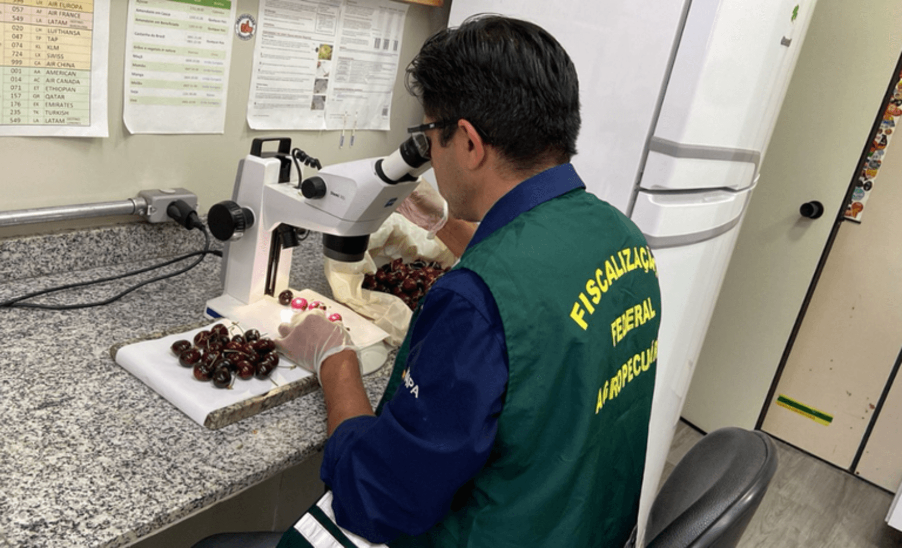 Fiscais descobrem carga de cerejas contaminada com praga quarentenária