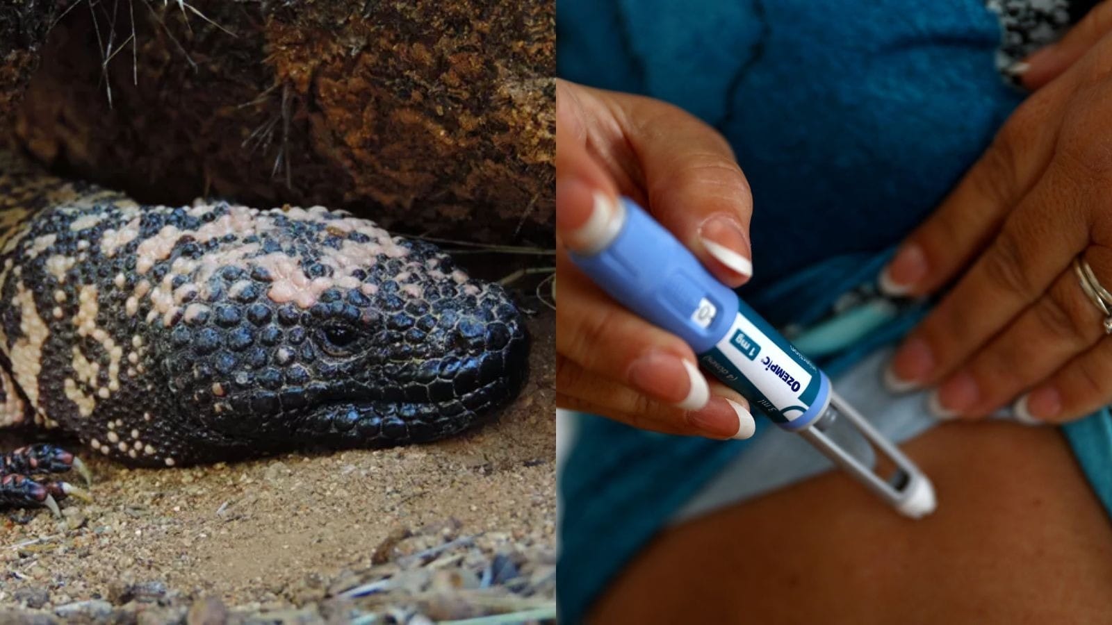 Como veneno do monstro-de-gila foi essencial na criação de canetas emagrecedoras? Conheça