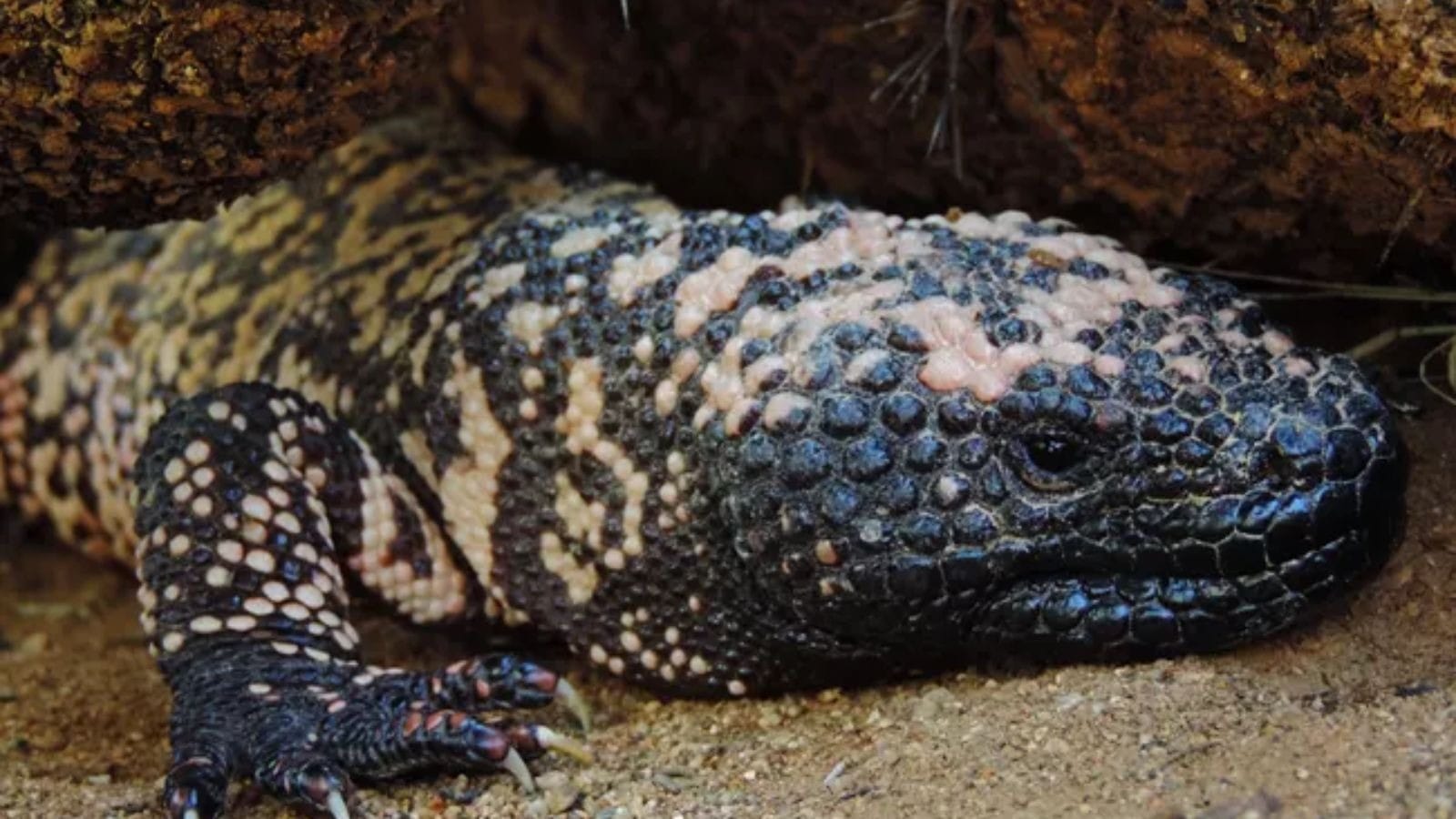 Monstro-de-gila (Foto: Reprodução/Nacional Park Service)