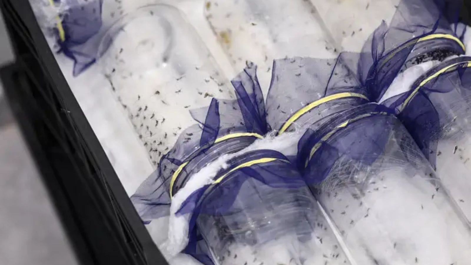 O que é e como funciona o Método Wolbachia, tática para o combate à dengue