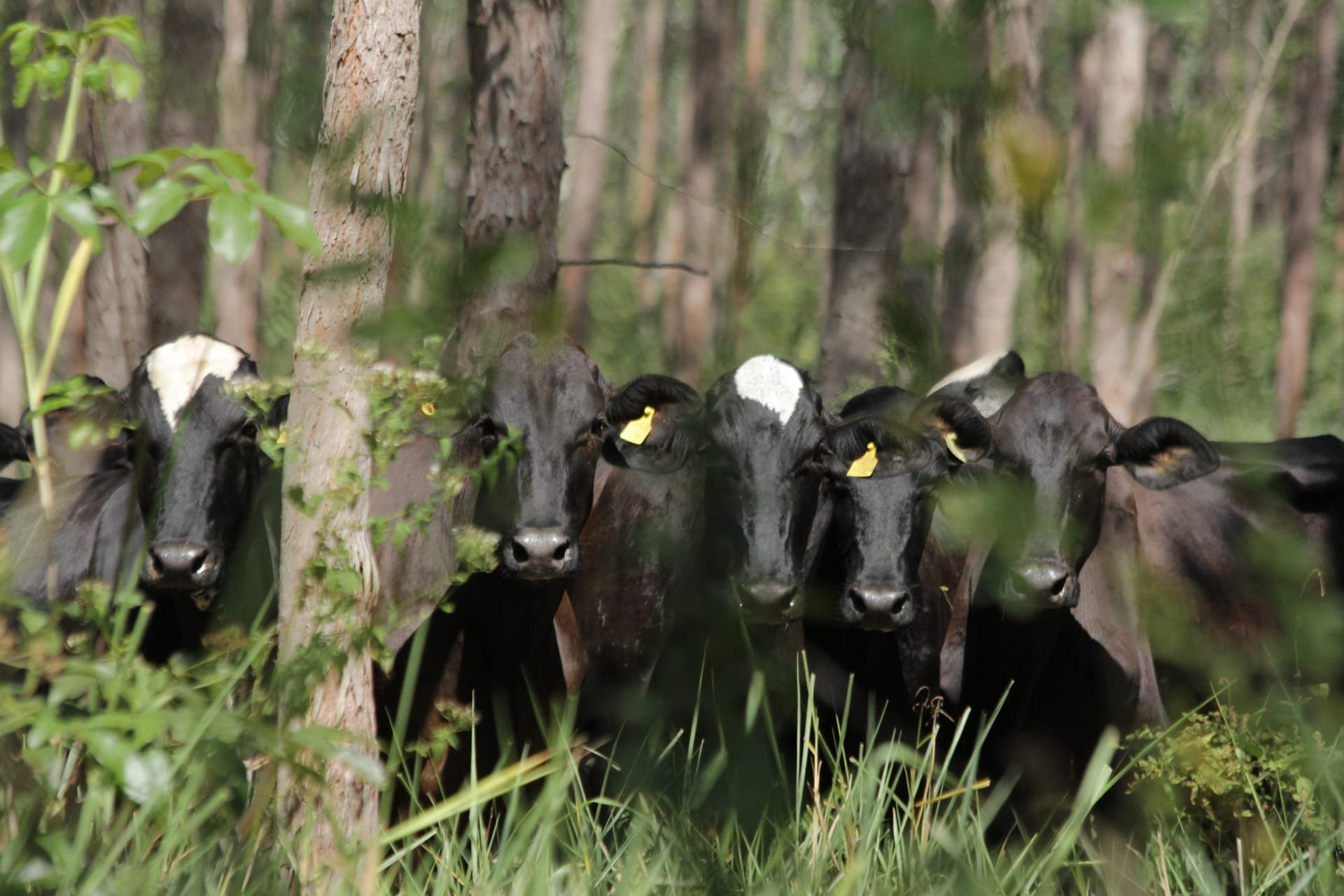 Entenda se a carne bovina ficará mais barata no Brasil após decisão chinesa