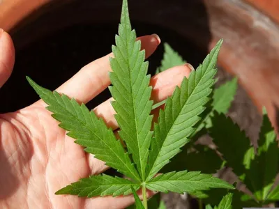 Anvisa publica regras para cultivo de cannabis no Brasil