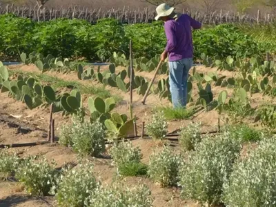 Desenrola Rural amplia prazo de adesão para produtores até dezembro de 2026