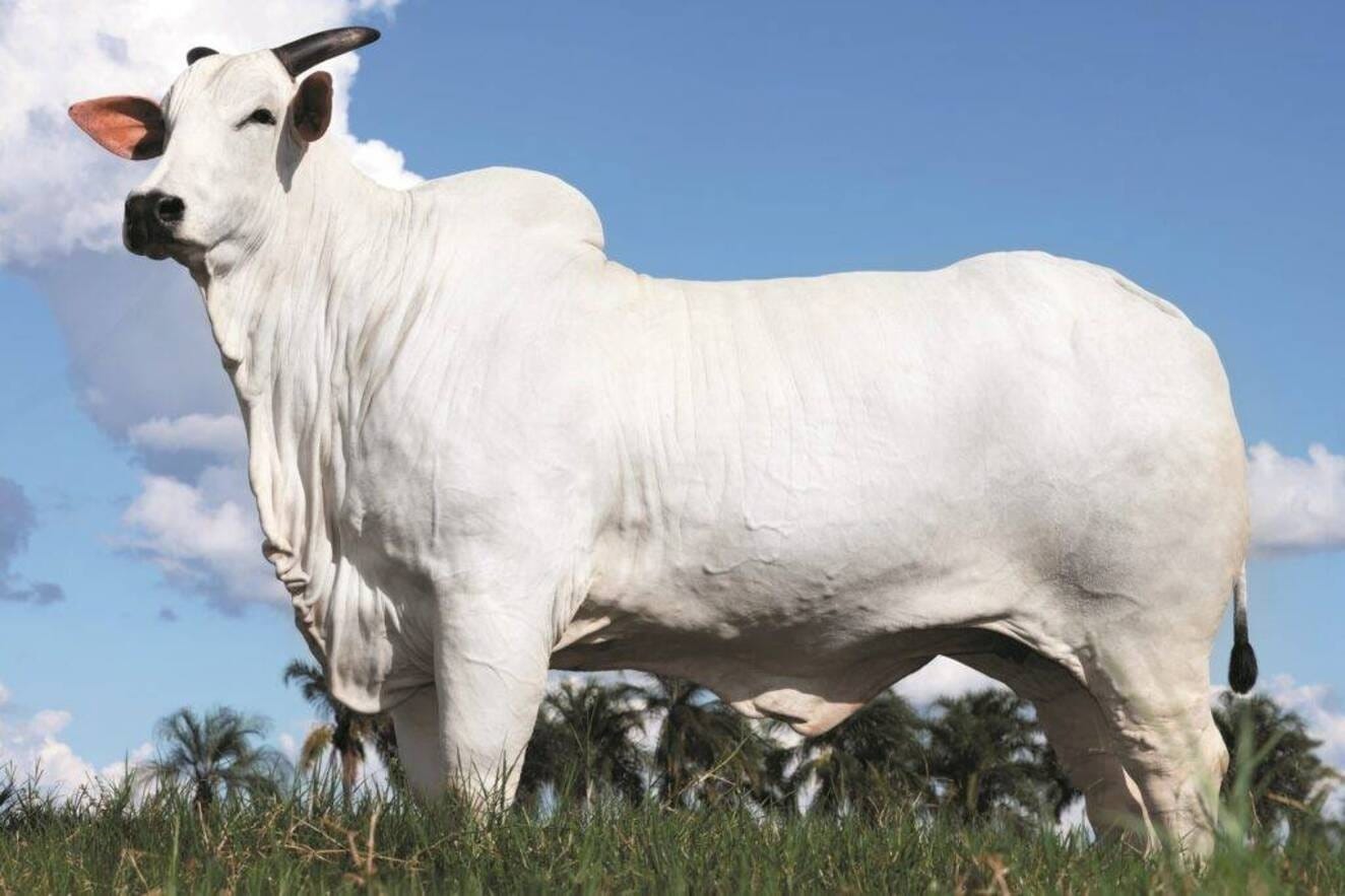 Vaca Donna quebra recorde mundial e é avaliada em R$ 54 milhões