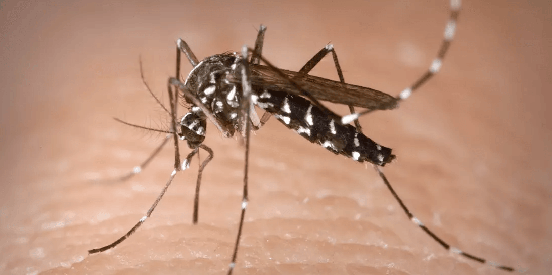 País registra queda de 70% nos casos de dengue em 2025