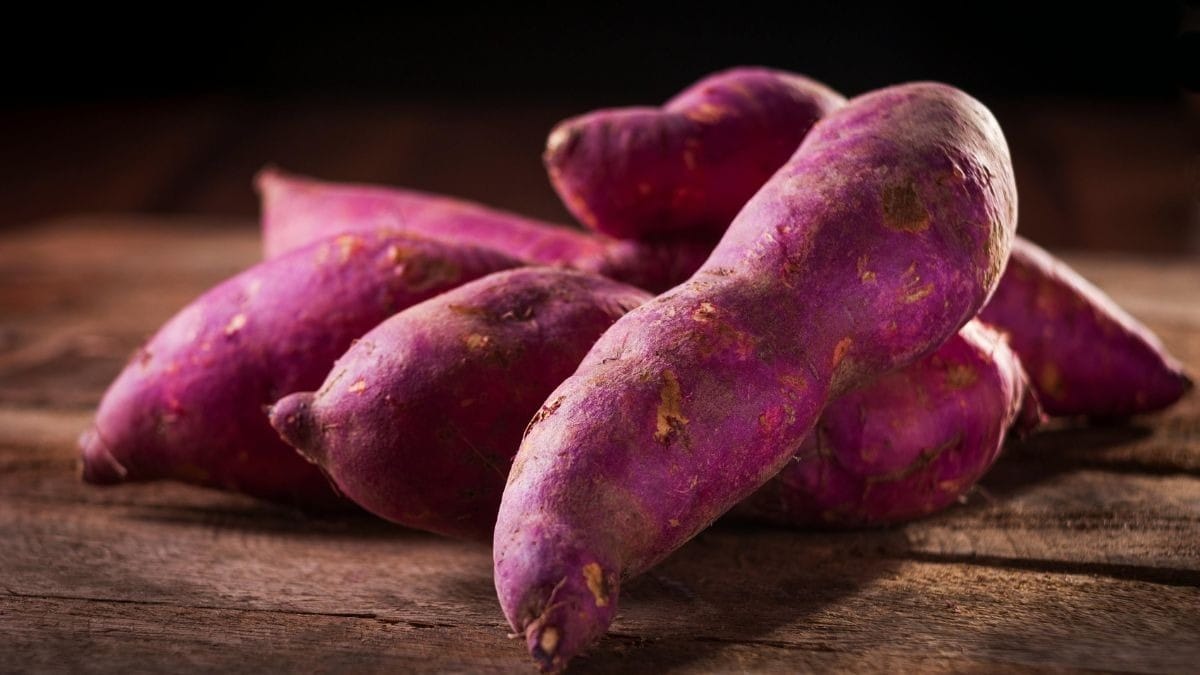 Usina usa batata doce para fabricar combustível e ração animal em SP