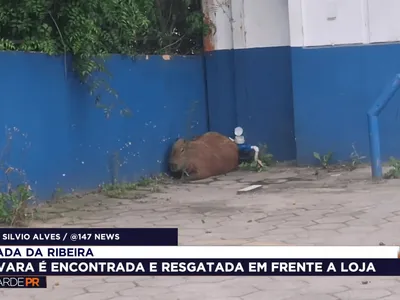 Capivara assustada é resgatada por bombeiros em Colombo