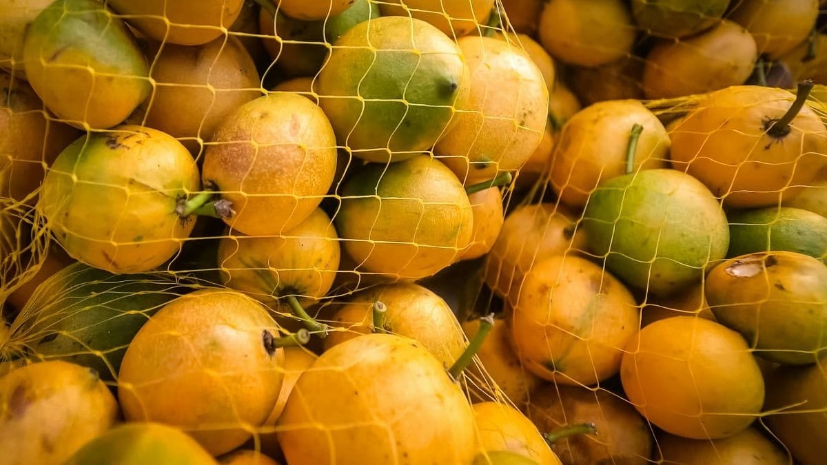 Maracujá "imperador": variedade é maior e mais doce que a tradicional