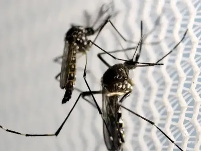 Butantan lança primeira vacina de dose única contra dengue após aprovação da Anvisa