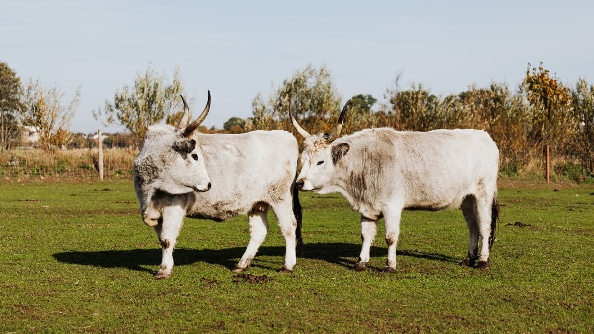 Conab estima queda na produção de carne bovina no Brasil em 2026