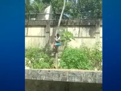 O que se sabe até o momento sobre a morte do jovem que entrou na jaula da leoa em PB