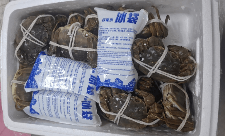 Chinesa tenta entrar no Brasil com 240 caranguejos-peludos na mala