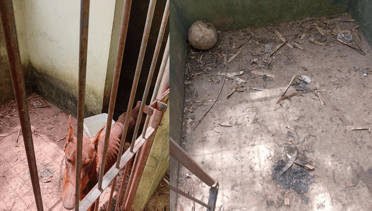 Cães em situação de maus-tratos são apreendidos em Sorocaba
