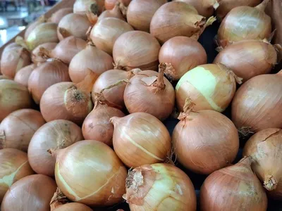 Ceagesp demanda 100 mil quilos de cebola por semana para famosa sopa