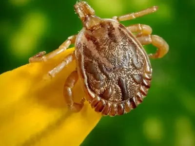 Campinas confirma quarta morte por febre maculosa em 2025