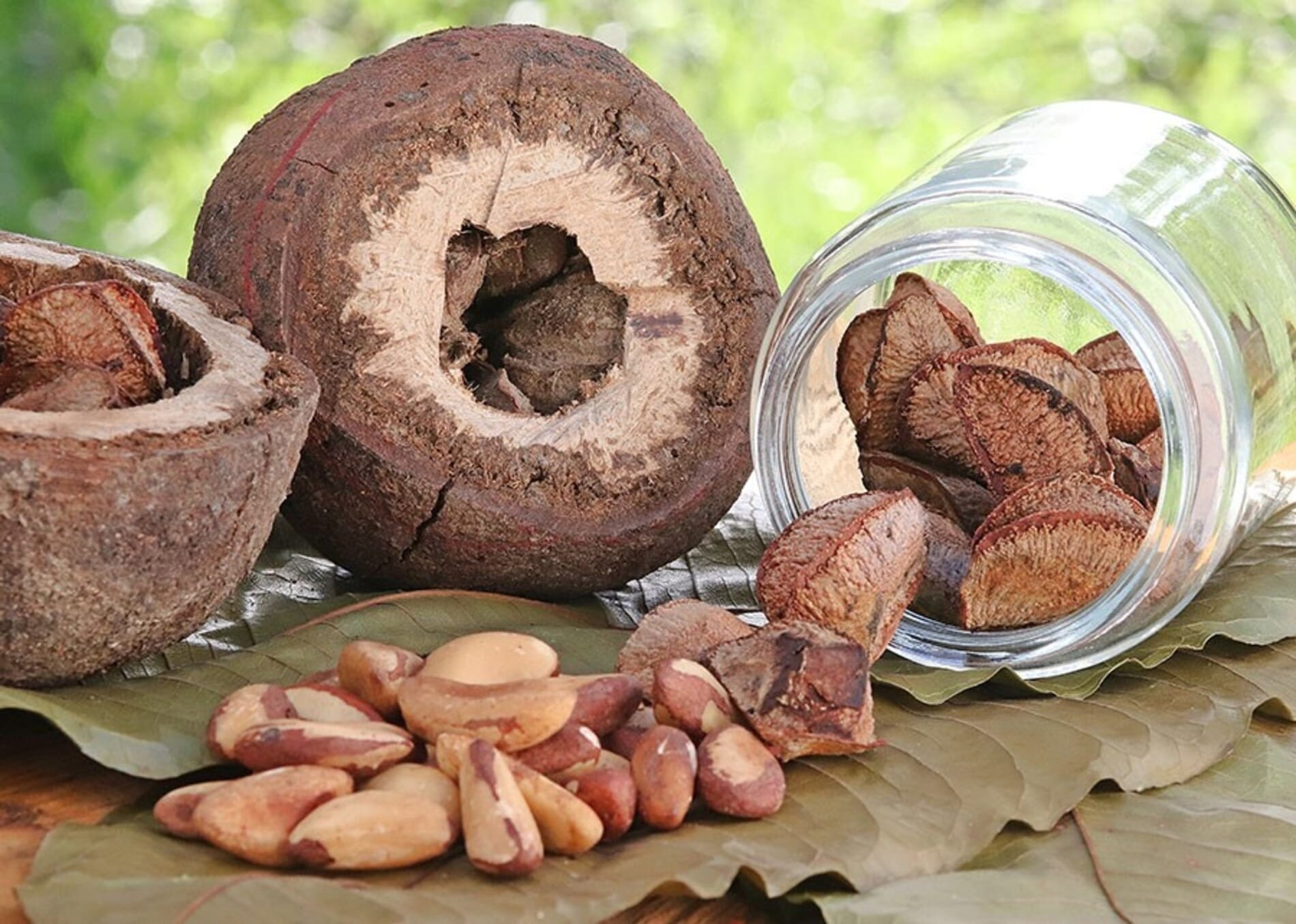 Farinha de castanha-do-brasil tem teor de proteína 60% superior à do trigo