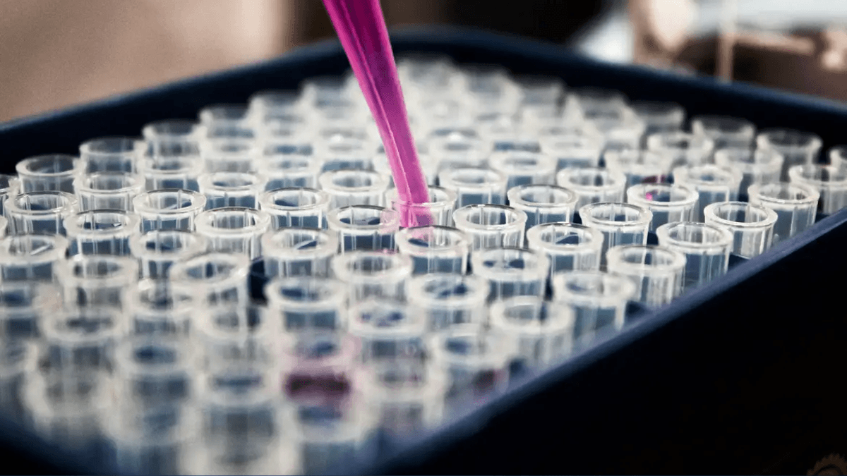 Kieling: Cientistas criam miniórgãos humanos para testar medicamentos