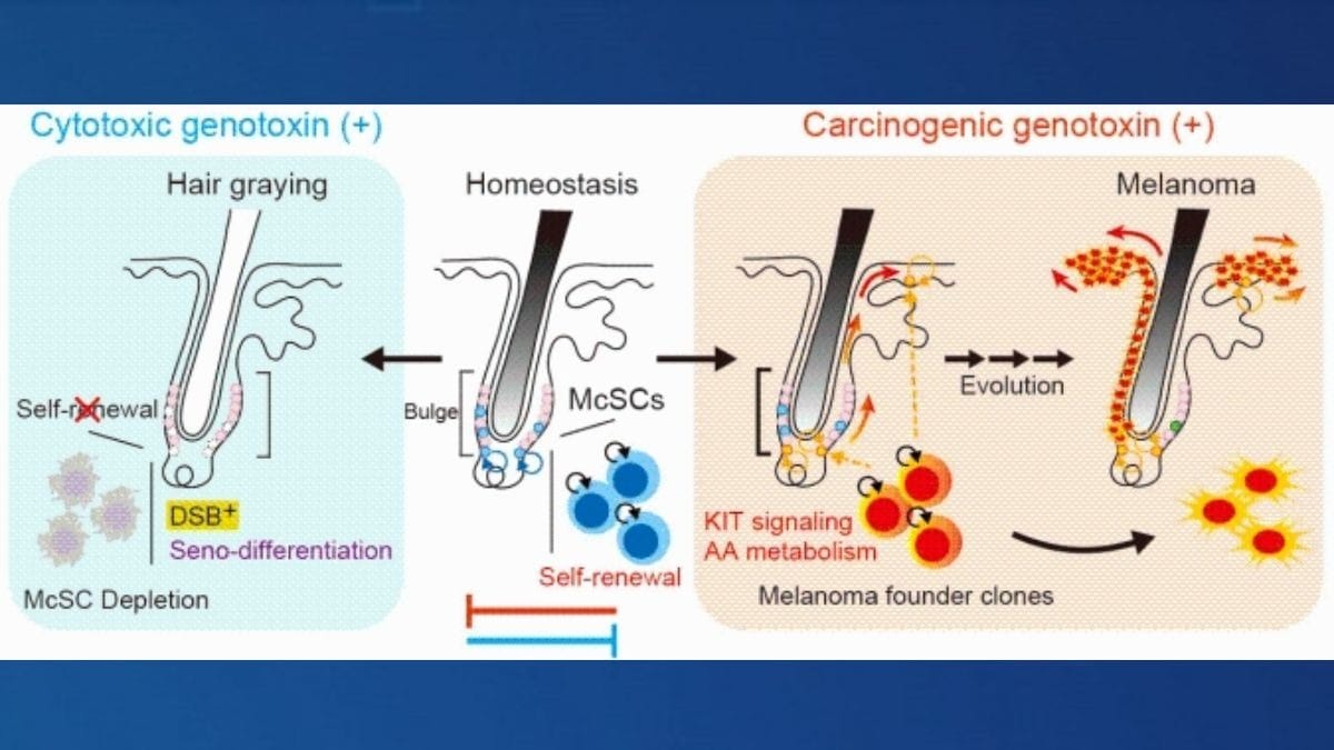 Estresse genotóxico e destino das células-tronco melanocíticas.Divulgação/Universidade de Tóquio
