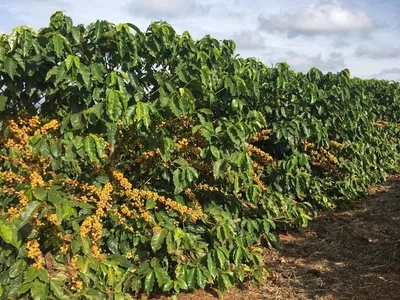 Clima instável afeta a safra de café e produto pode ficar mais caro