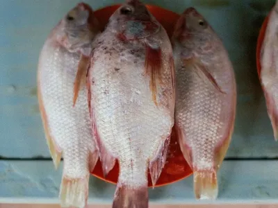 Importação e venda de tilápias do Vietnã são proibidas em Santa Catarina
