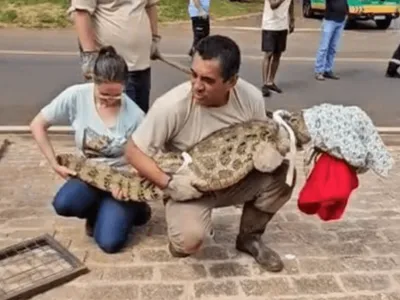 Vídeo: jacaré é resgatado após ser encontrado nas ruas de Paulínia