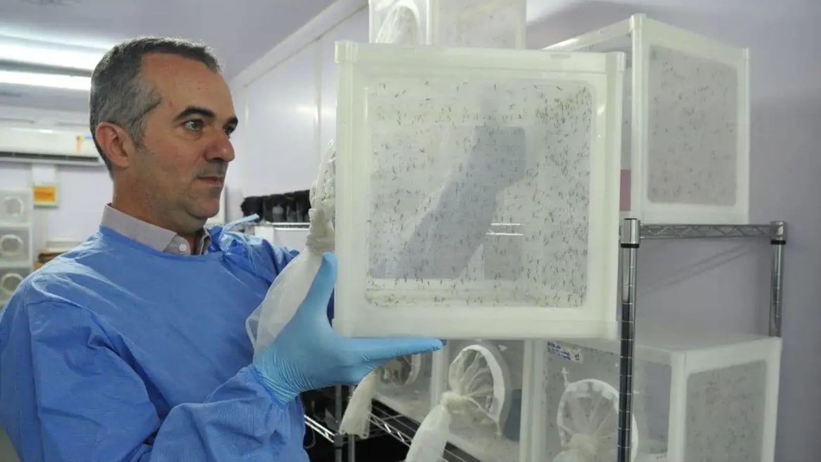 O Mosquito 'Good Vibes': Como um Aedes do Bem Está Salvando Vidas no Brasil e Virando Notícia Mundial!