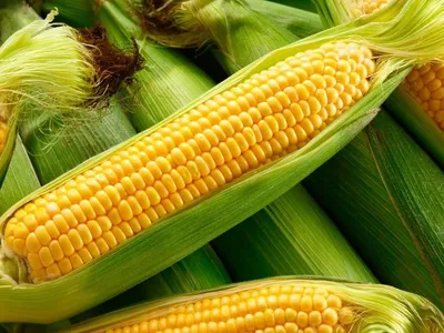 10 receitas com milho indispensáveis para a Festa Junina