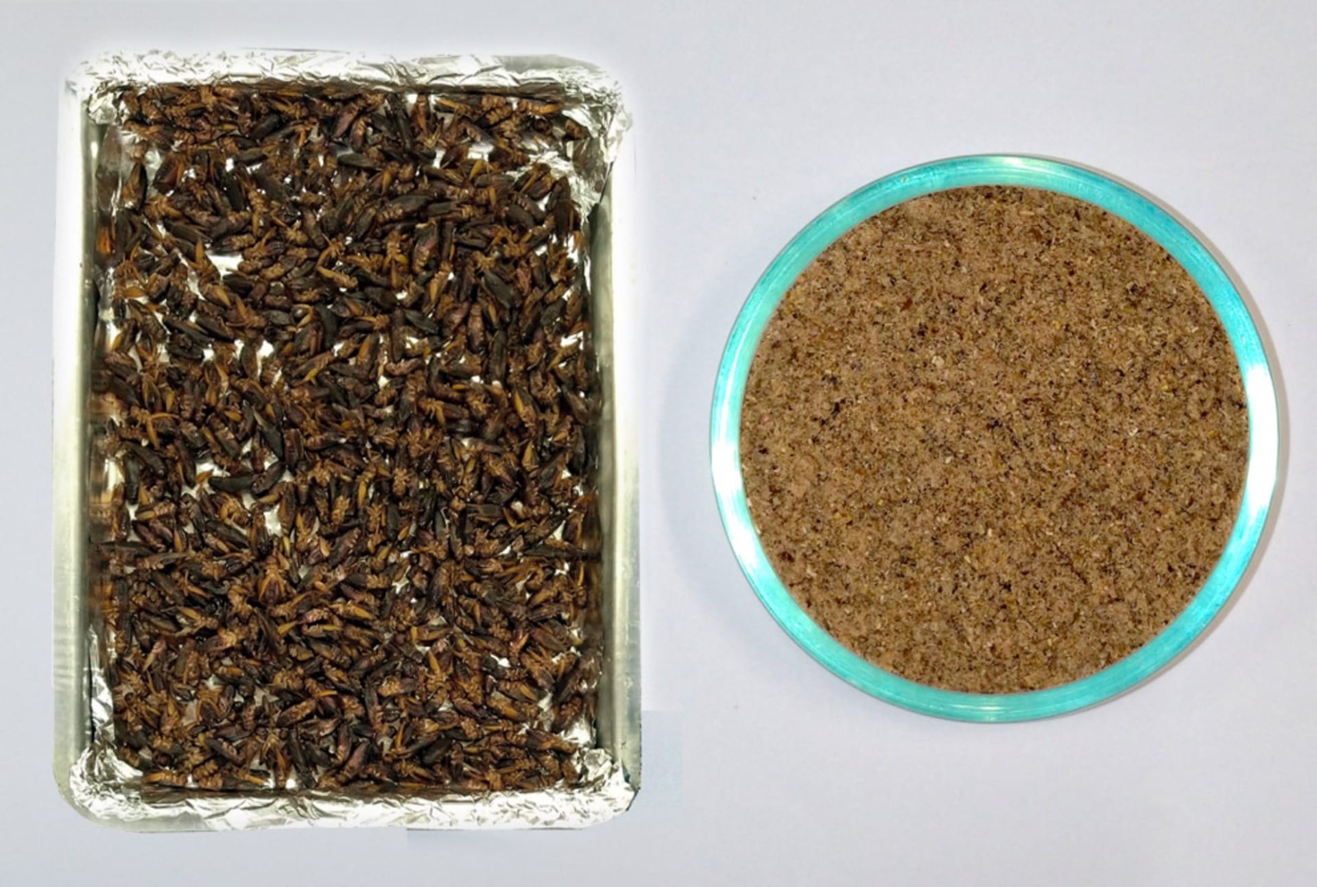 Grilos são fonte de proteína e poderiam reduzir a insegurança alimentar