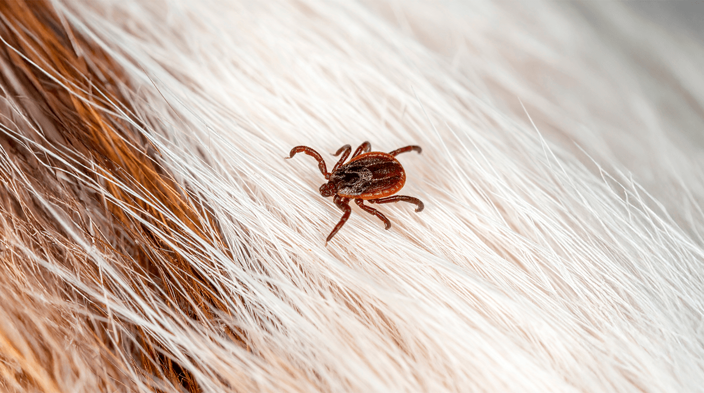 Brasil tem 1º catálogo de ácaros e carrapatos