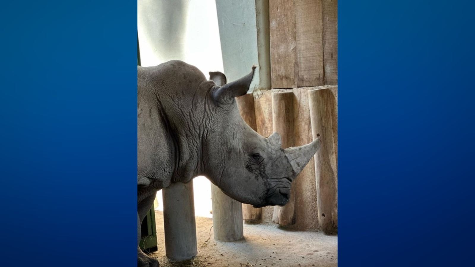 Rinoceronte Atanásio é transferido do Chile para o Zooparque de SP