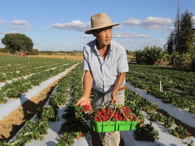 Censo agropecuário é adiado por falta de dinheiro e pesquisa começa em 2027