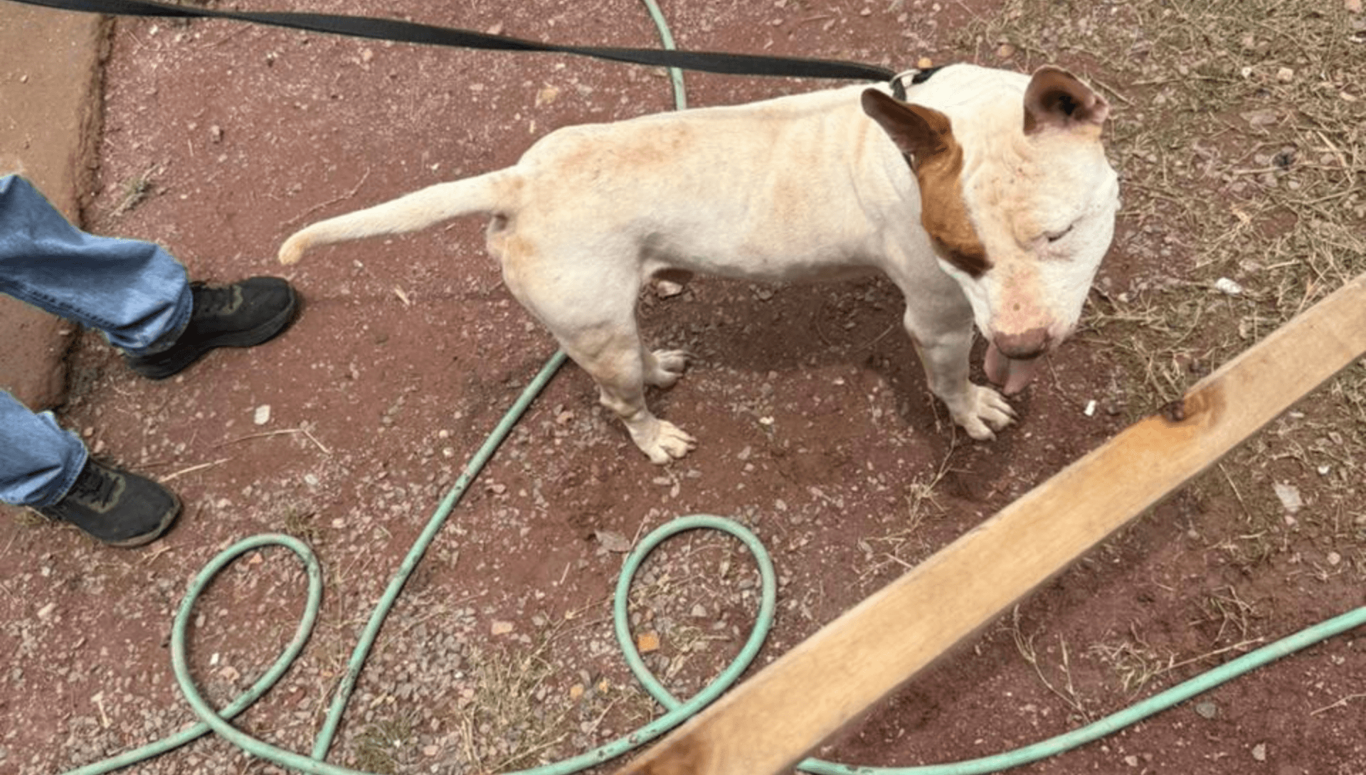 Homem é flagrado agredindo pitbull com pedaço de madeira em Piracicaba