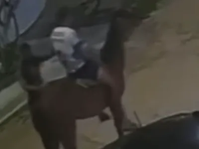 Ladrões usam cavalo para roubar pessoas na Baixada Santista