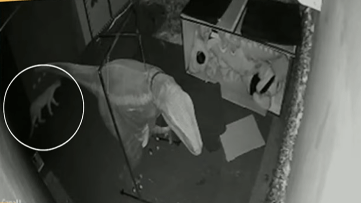 Onça invade restaurante de dinossauros e se esconde em sala de fantasias