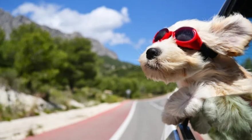 Viajar com Pets de Carro: Acessórios Essenciais e Dicas de Conforto