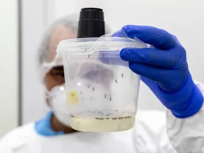 Butantan inaugura insetário para avançar em vacinas de dengue e chikungunya