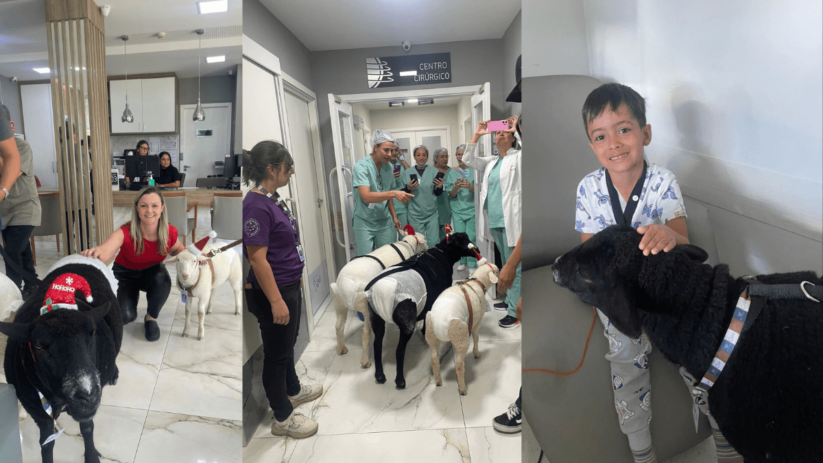 Pet terapia leva ovelhas em clima natalino a hospital de Curitiba