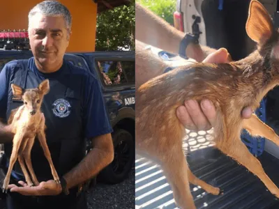 Filhote de veado encontrado em via pública é capturado em Vinhedo