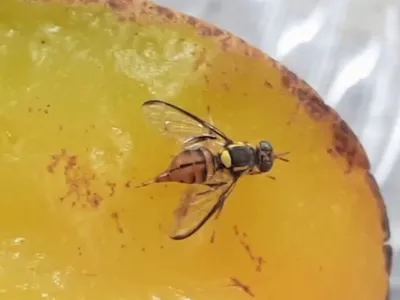 Ministério decreta quarentena no Amazonas devido à mosca da carambola
