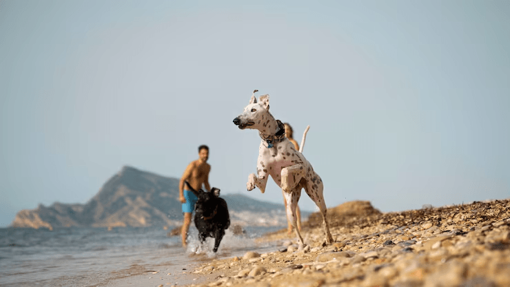 Veterinário orienta sobre cuidados com pets no calor e nas viagens