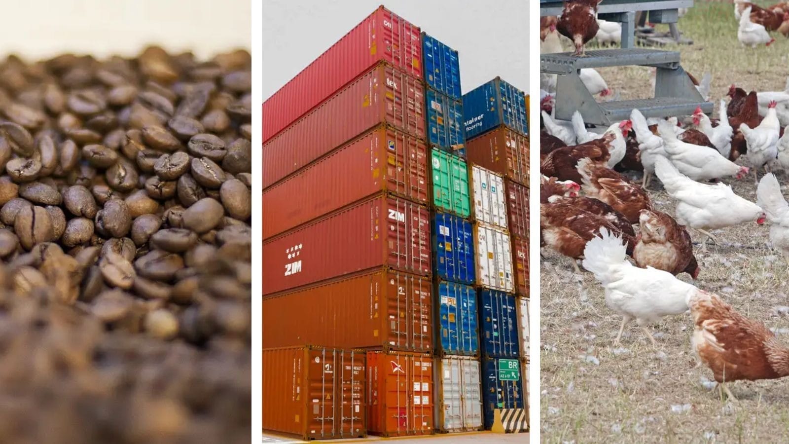 Retrospectiva 2025: preço do café, tarifaço e gripe aviária são destaques