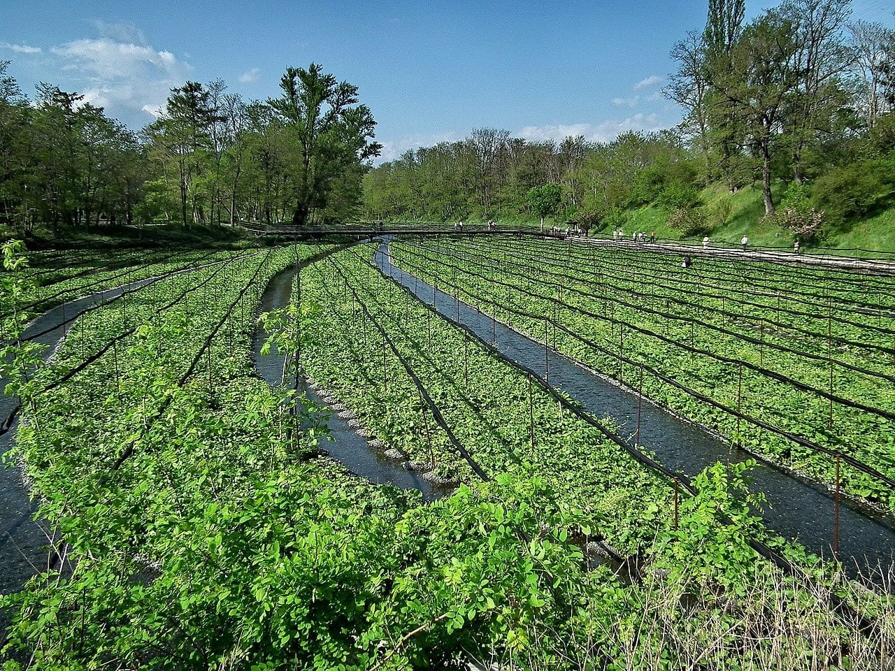Wasabi verdadeiro custa até R$ 10 mil o quilo e tem produção única em SP