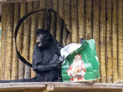 Animais do Zoológico de São Paulo ganham presentes de Natal