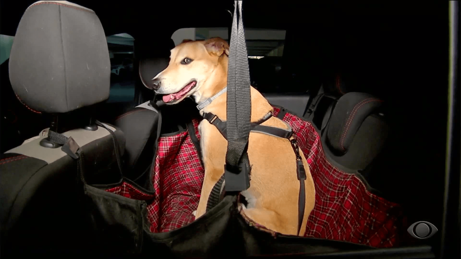 Vai viajar com seu pet? Confira regras e cuidados essenciais na estrada