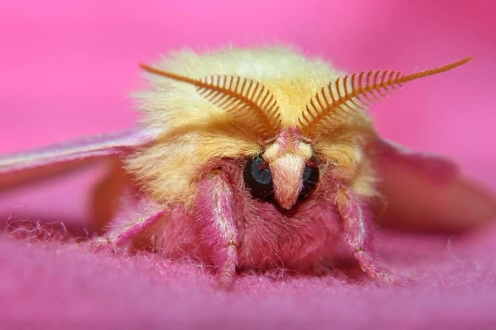 Mariposa-rosa-do-bordo é a praga agrícola mais fofa que você verá hoje