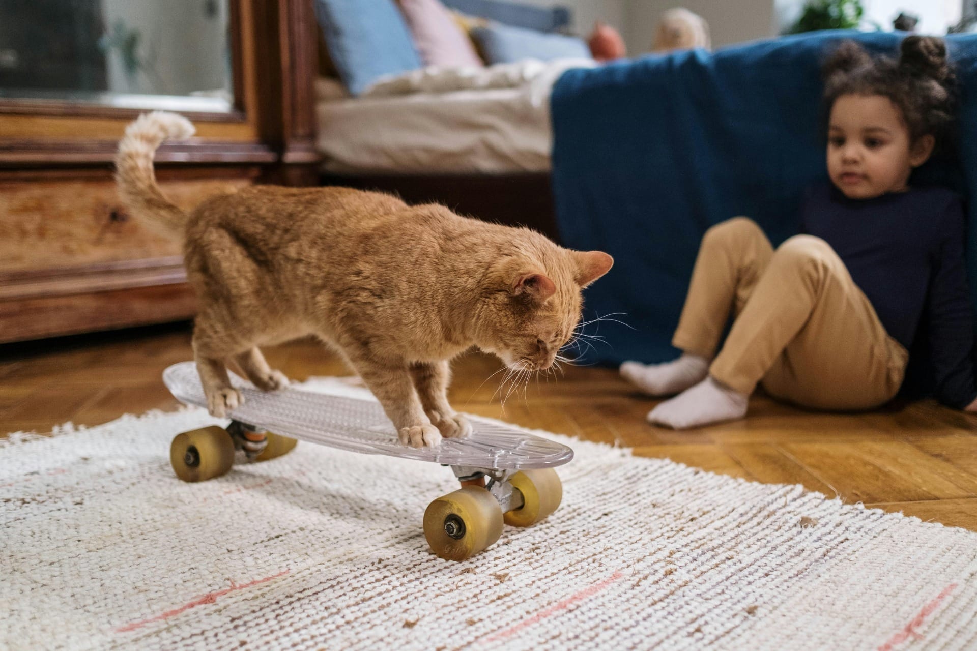 Pets em apartamento: quais raças vivem melhor em espaços pequenos