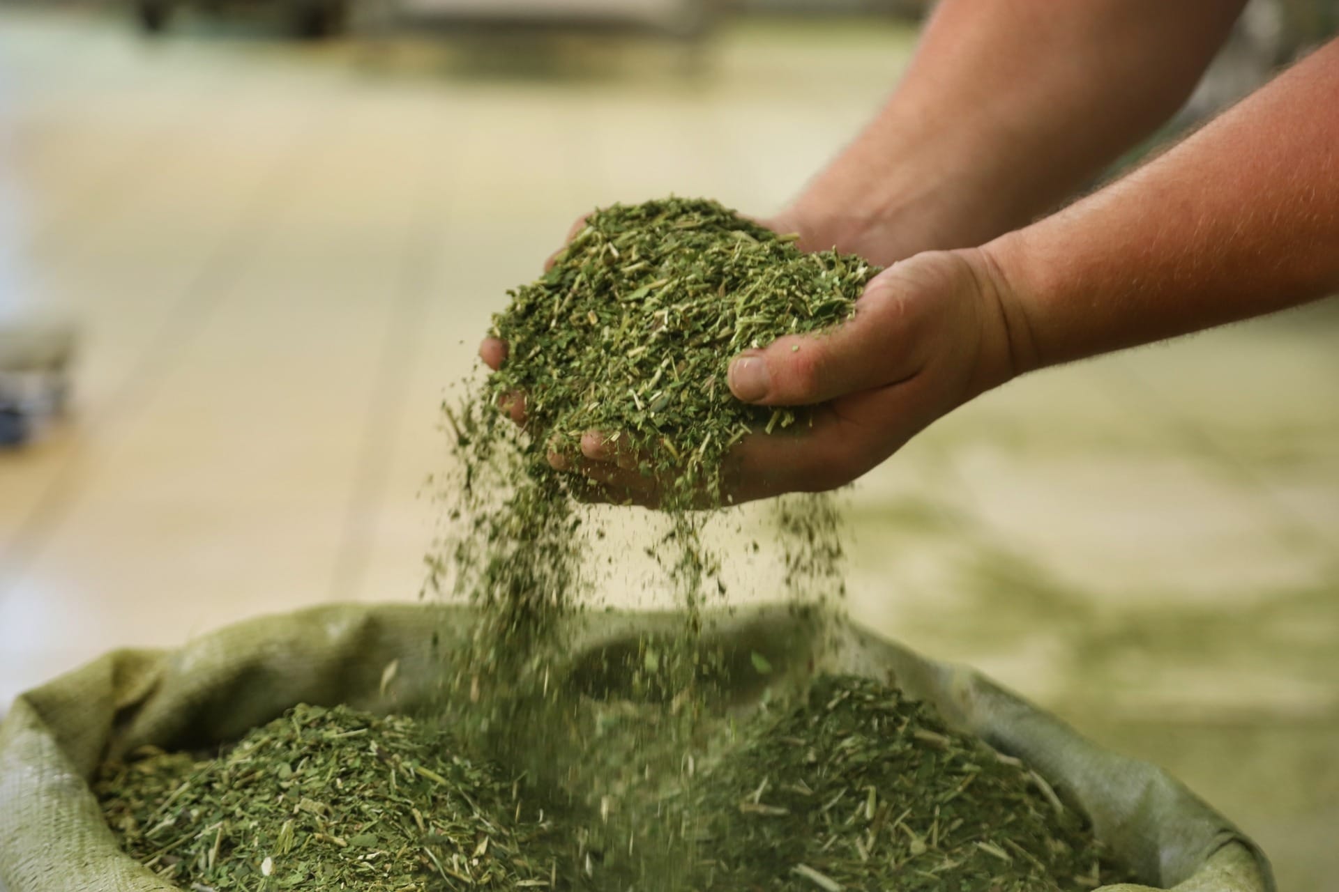 Paraná lidera produção de erva-mate e exportações do setor crescem 19%