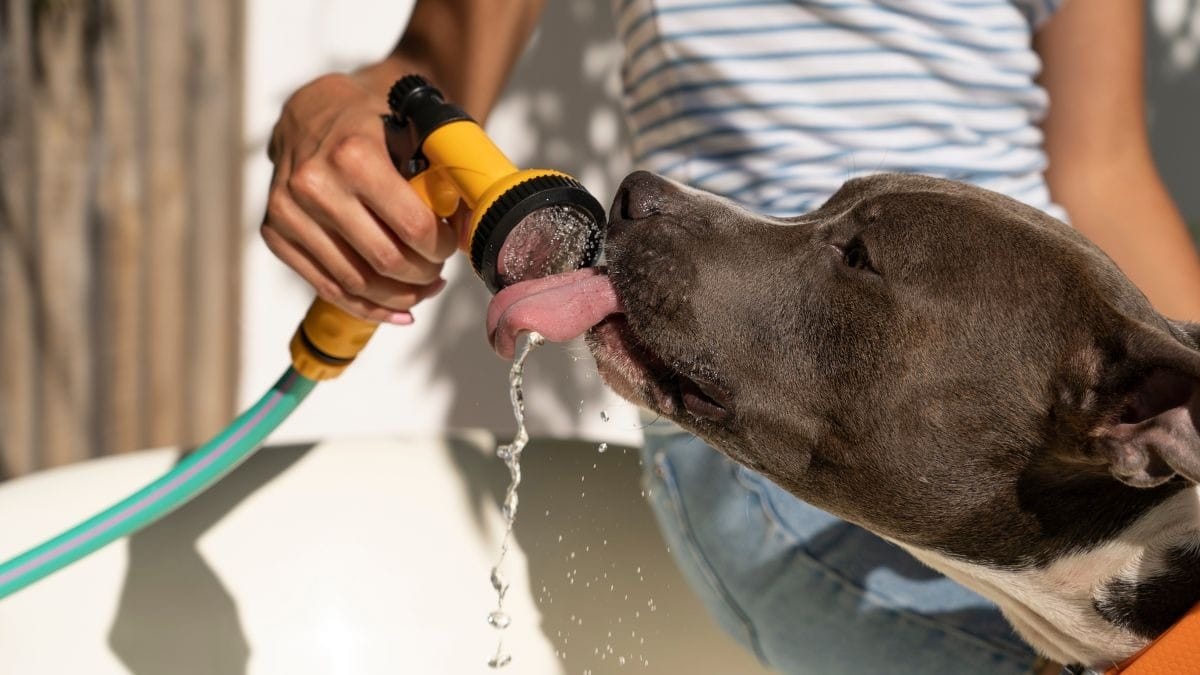 Saiba como proteger cães e gatos durante a onda de calor no Brasil