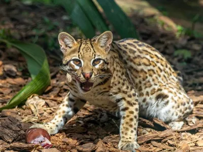 Zoológico de SP oferece 'sorvete' e banhos para refrescar animais no calor
