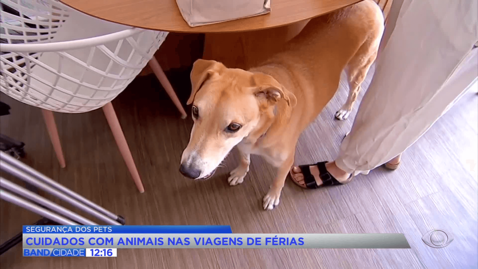 Cuidados com pets em viagens de férias exigem atenção e segurança